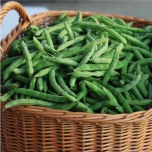 Bush bean windsor long pod 3