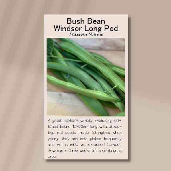 bush-bean-windsor-long-pod-front Bush bean windsor long pod front