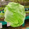 iceburg-lettuce-great-lakes-seeds-3