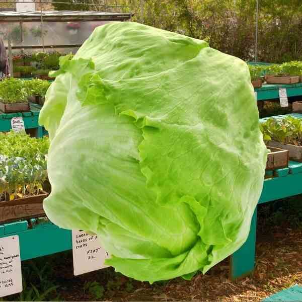iceburg-lettuce-great-lakes-seeds-3 iceburg-lettuce-great-lakes-seeds-3