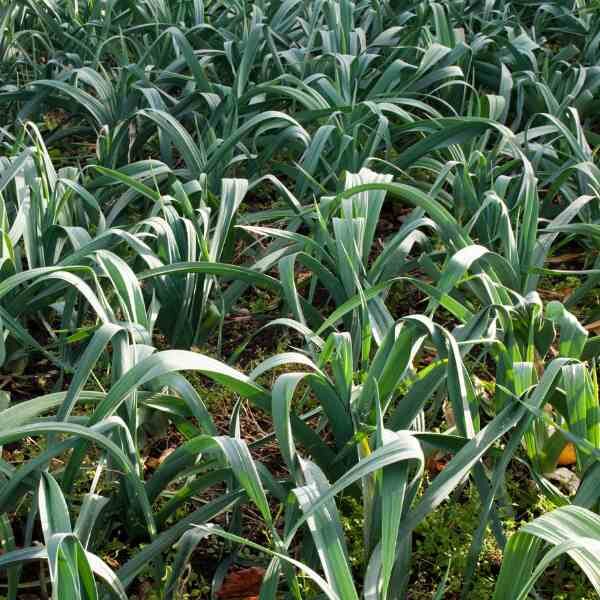 leek-american-flag-seeds-2 leek-american-flag-seeds-2