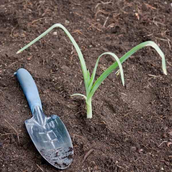 leek-american-flag-seeds-3 leek-american-flag-seeds-3