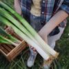 leek-american -flag-seeds-7