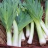 leek-carantan-seeds-2