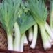 leek-carantan-seeds-2