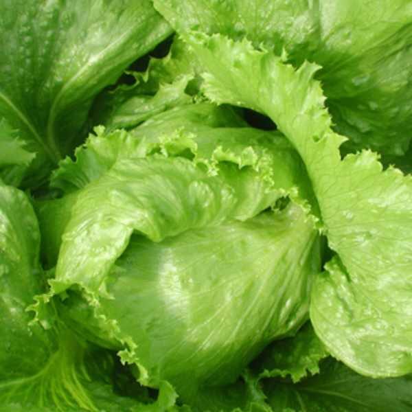 lettuce-great-lakes-seed