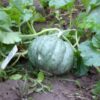 rockmelon-zatta-seeds-2