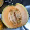 rockmelon-zatta-seeds-5