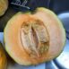 rockmelon-zatta-seeds-5