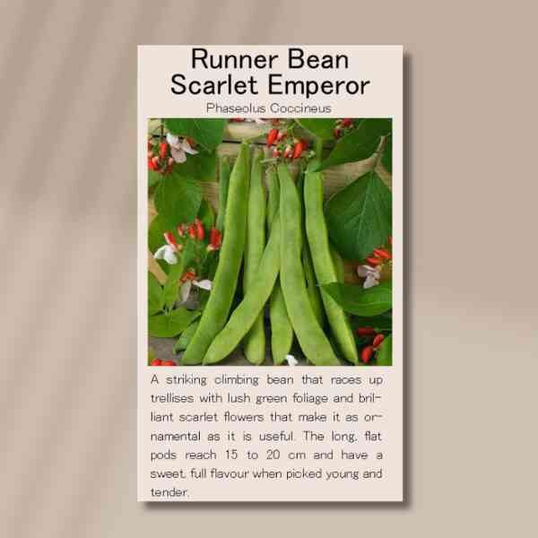 scarlet-emperor-front scarlet-emperor-front