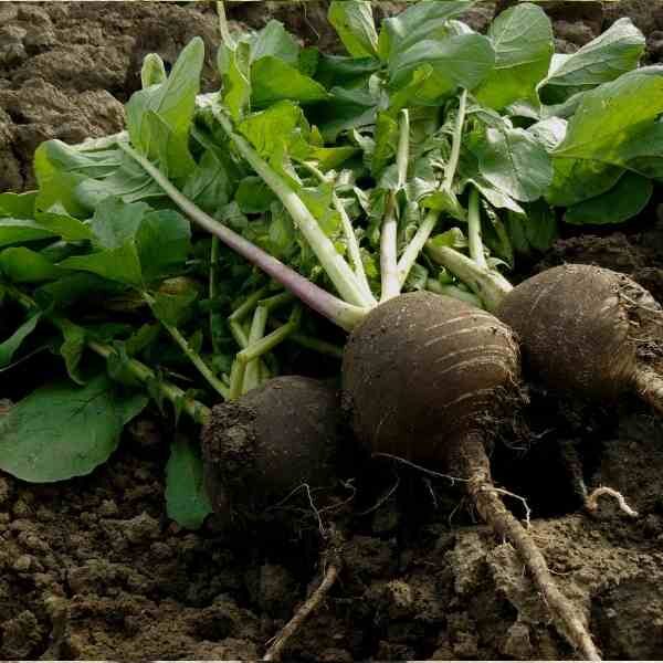 squash-bennings-green tint-seeds-4 (1)