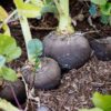 squash-bennings-green tint-seeds-5