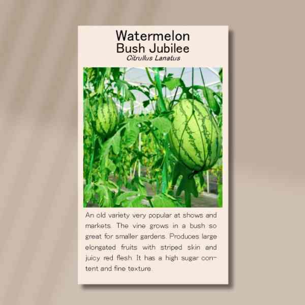 bush-jubilee-front (1) bush-jubilee-front (1)