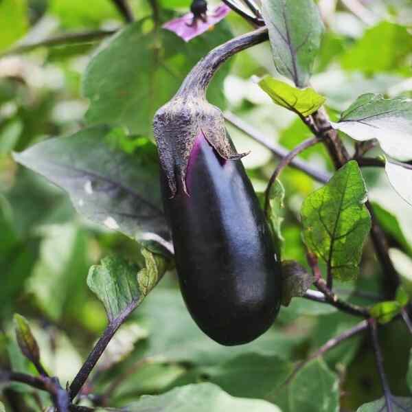 eggplant-black-beauty-seeds-1 eggplant-black-beauty-seeds-1