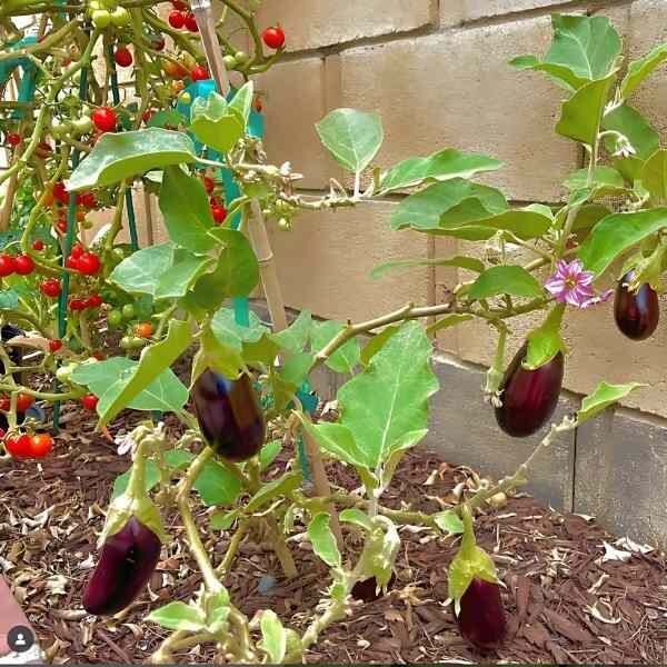 eggplant-black-beauty-seeds-3 eggplant-black-beauty-seeds-3
