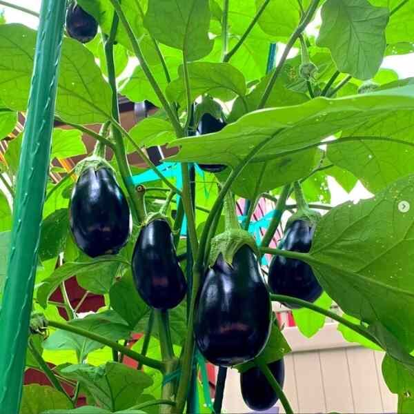 eggplant-black-beauty-seeds-4