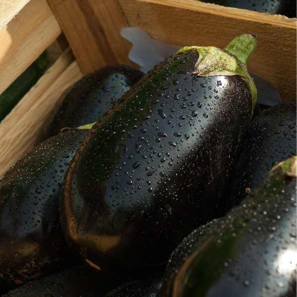 eggplant-black-beauty-seeds