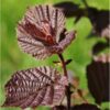 Herb perilla shiso red seed