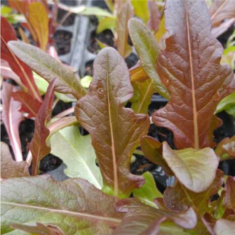 lettuce-red-oak-leaf-seed