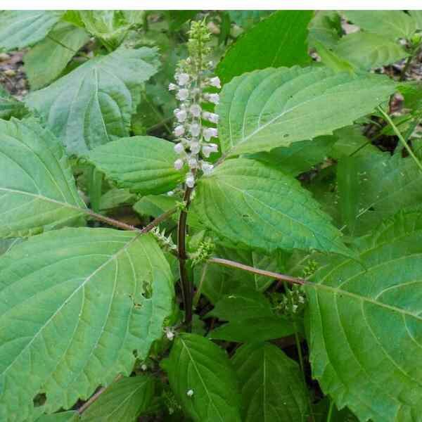 perilla-green-seeds-2 perilla-green-seeds-2