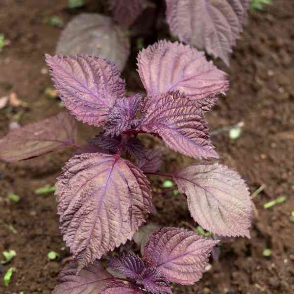 perilla-seeds-3 Perilla seeds 3