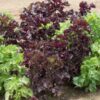 Perilla seeds 4