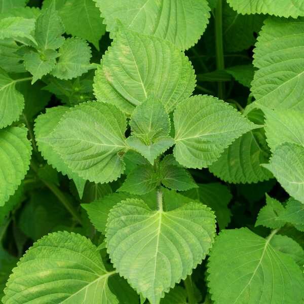 perilla-shiso-green-seeds