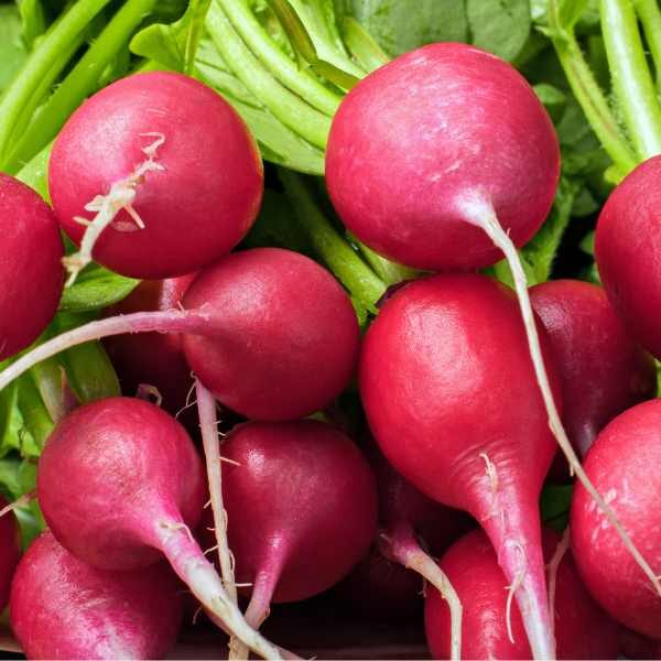 radish-champion seeds