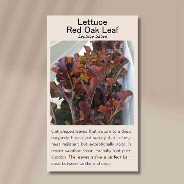 red-oakleaf-front red-oakleaf-front