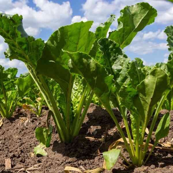 silverbeet-fordhook-giant-seeds-2 silverbeet-fordhook-giant-seeds-2