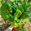 silverbeet-ruby-red-seeds-2