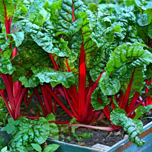 silverbeet-ruby-red-seeds