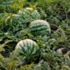 watermelon-bush-jubilee-seeds-1