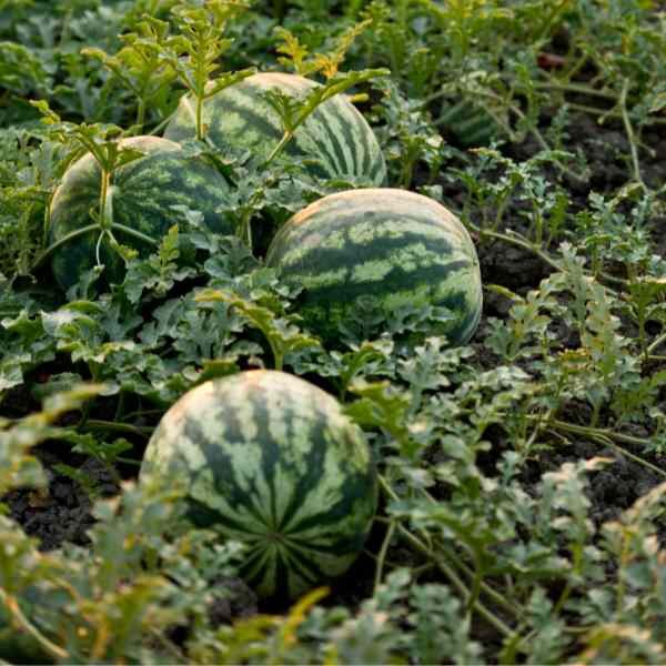 watermelon-bush-jubilee-seeds-1 watermelon-bush-jubilee-seeds-1