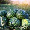 watermelon-bush-jubilee-seeds-2