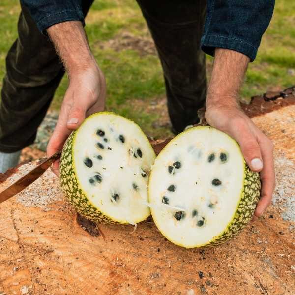 watermelon-red-seeded-citron-seed