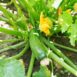 zucchini-lebanese-seeds-1