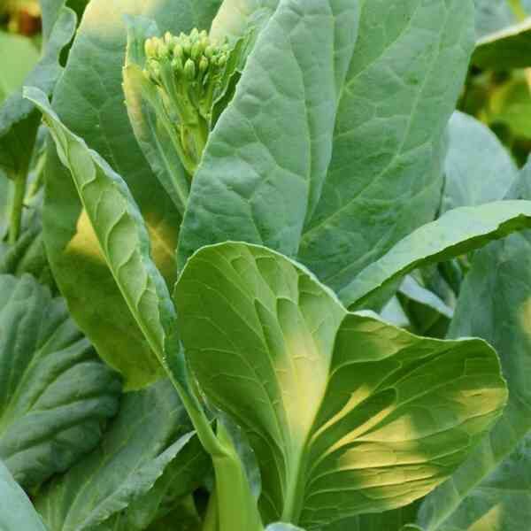 broccoli-kailaan-seeds-1