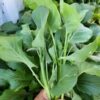 broccoli-kailaan-seeds-4