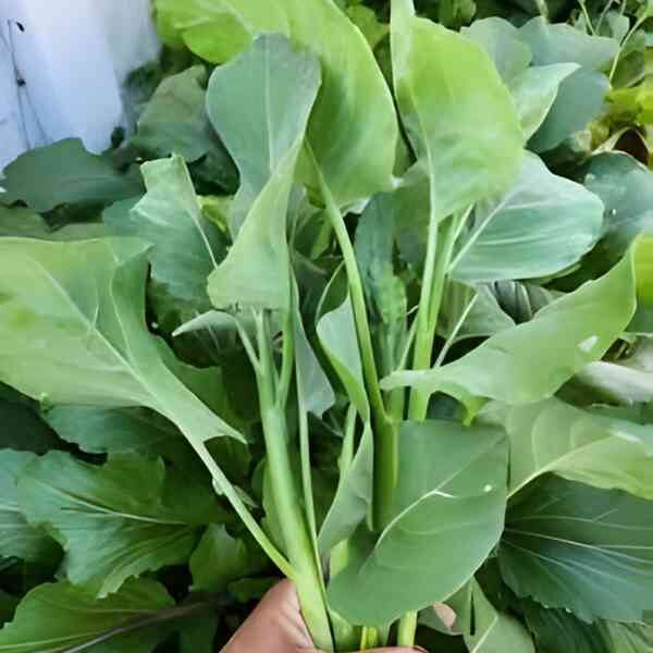 broccoli-kailaan-seeds-4 broccoli-kailaan-seeds-4