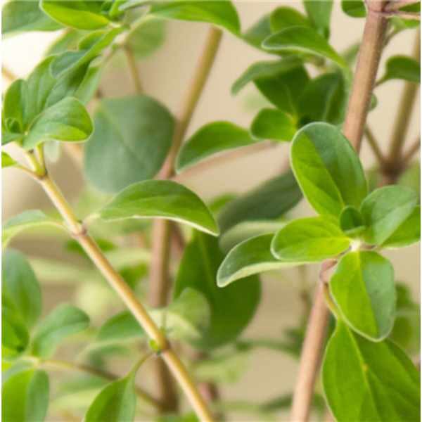 herb-marjoram-seeds