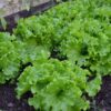 lettuce-salad-bowl-green-seeds-1