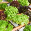 lettuce-salad-bowl-green-seeds-2