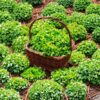lettuce-salad-bowl-green-seeds-6