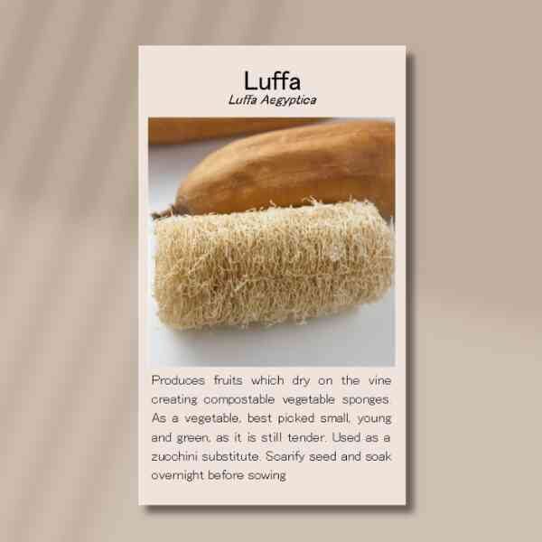 luffa-front-1 luffa-front-1