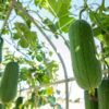 luffa-seeds-1