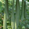 luffa-seeds-3