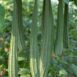 luffa-seeds-3