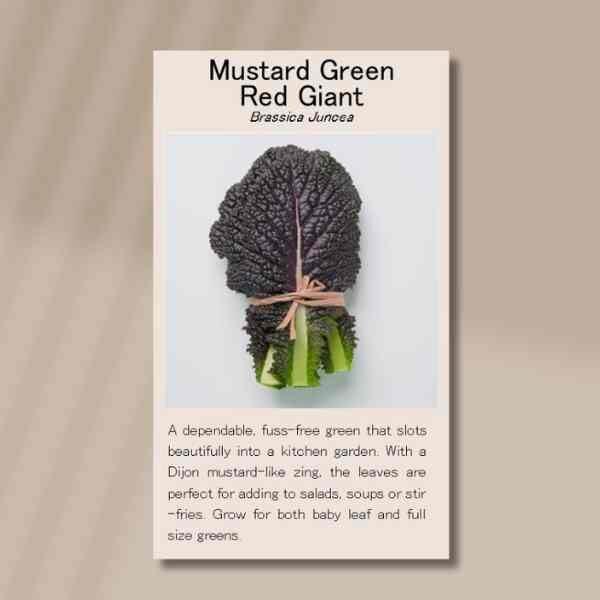 mustard-green-red-giant-seeds-front mustard-green-red-giant-seeds-front