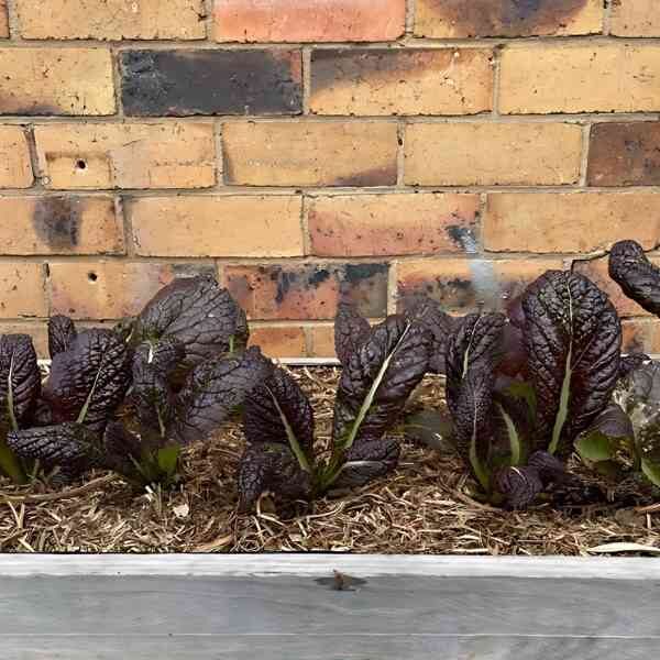 mustard-greens-red-giant-seeds-2 mustard-greens-red-giant-seeds-2